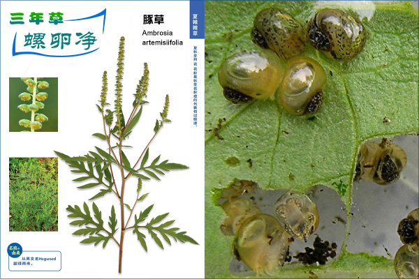 入侵物种豚草—福寿螺绿色防控的新利器