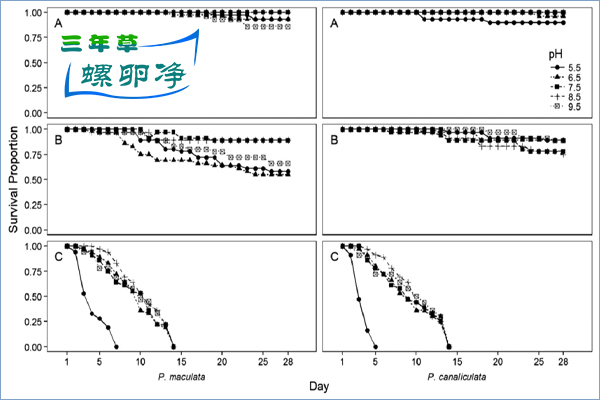 小管福寿螺和斑点福寿螺（A）成虫、（B）幼年和（C）孵化成螺的pH存活曲线。