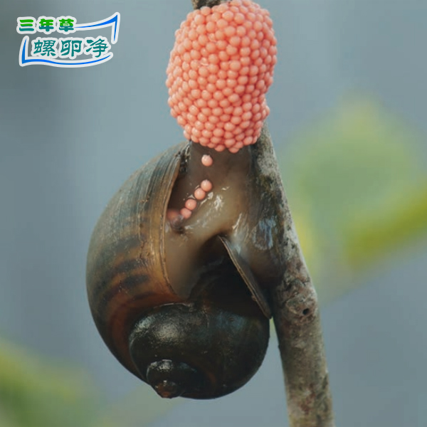 美国入侵物种—岛屿福寿螺4