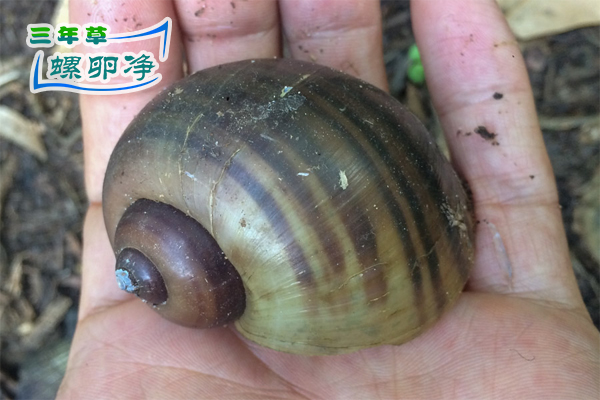 塞米诺尔湖：入侵福寿螺引发的生态连锁反应2