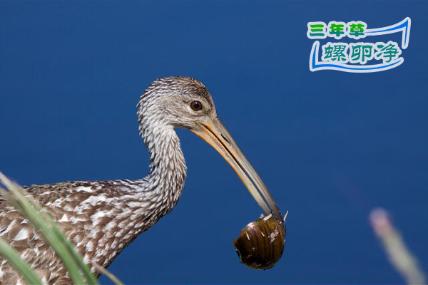 塞米诺尔湖：入侵福寿螺引发的生态连锁反应2