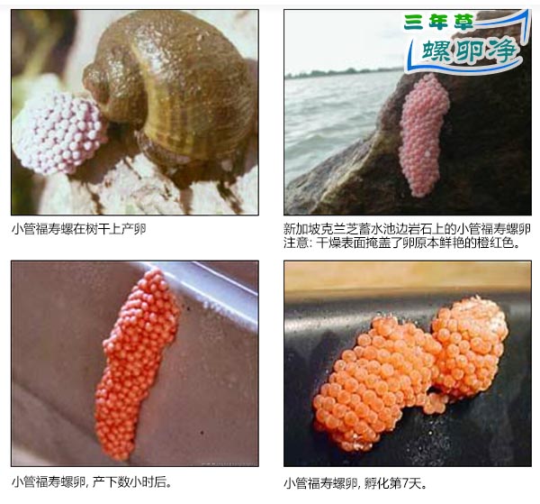 小管福寿螺 (Pomacea canaliculata)卵2