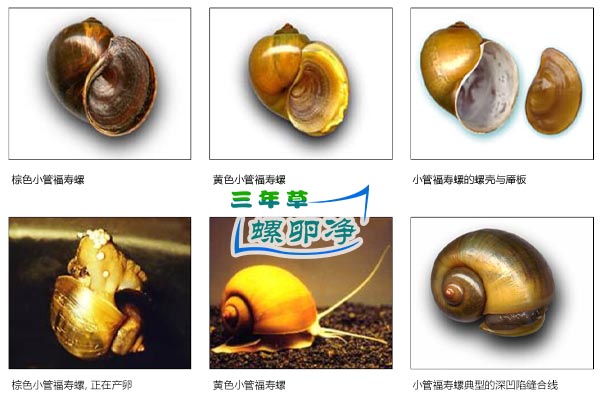 小管福寿螺 (Pomacea canaliculata)3