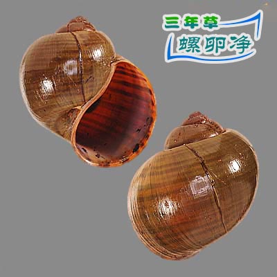 斑点福寿螺 (Pomacea maculata)