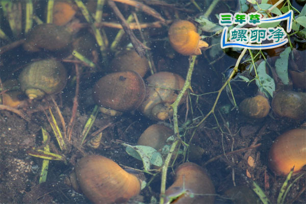 福寿螺：不挑食的“入侵大胃王”2