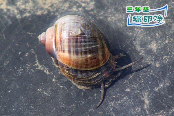 福寿螺：不挑食的“入侵大胃王”1