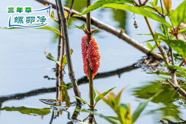 日本水渠里的福寿螺