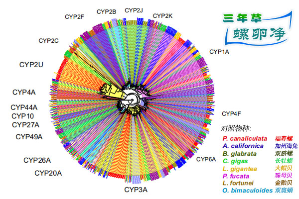 福寿螺的生存密码：一部写在DNA里的“入侵者手册”2