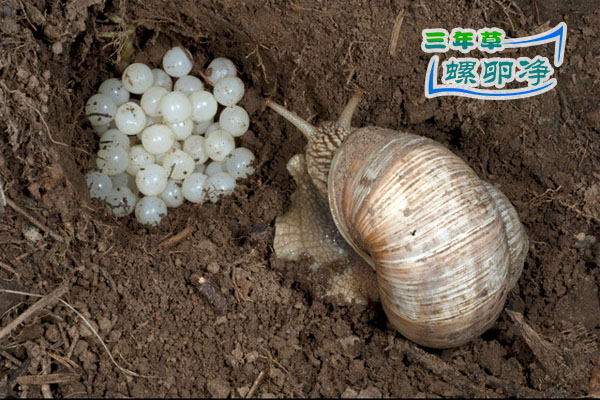 1入侵者福寿螺啃食原生蜗牛卵