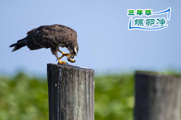 4雌性蜗鸢用特化喙肢解苹果螺