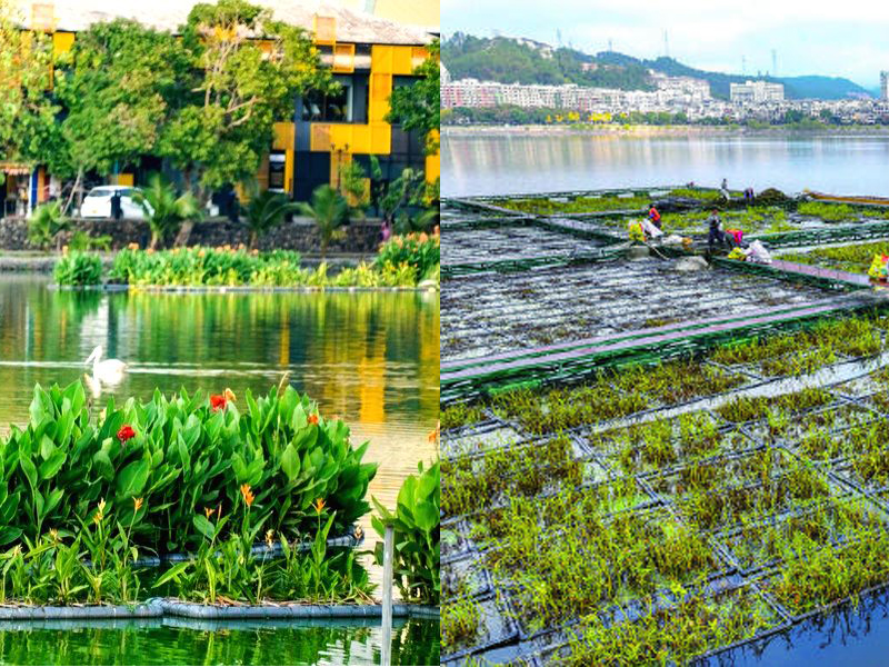 左图为植被完好、生机盎然的生态浮岛；右图为福寿螺的危害，被福寿螺啃食后，植被枯萎、浮体裸露的受损浮岛