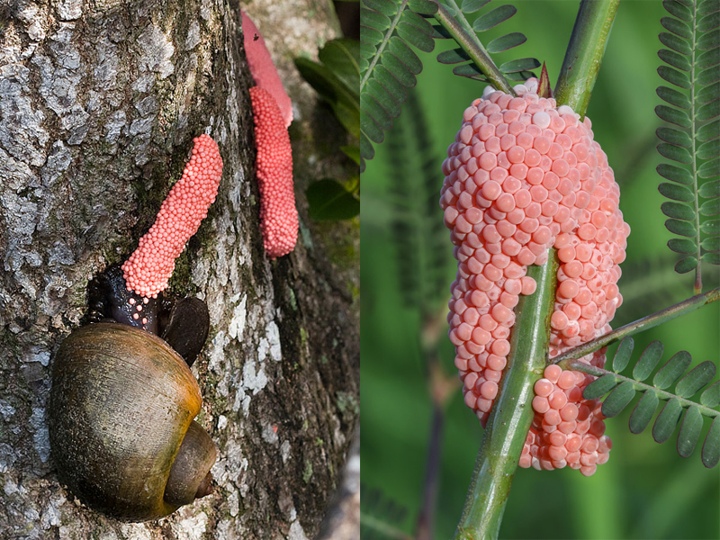 福寿螺成螺（左）与红色卵块（右）特写，红色卵块多附着于浮岛植被茎秆、浮体边缘，是识别福寿螺入侵的重要标志，初产时鲜红色，后期逐渐变为粉红色、灰白色