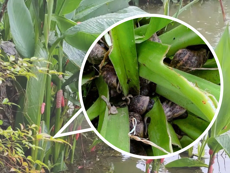福寿螺的危害：福寿螺聚集在浮岛植被叶片上觅食，叶片上布满不规则啃食孔洞，部分叶片已被啃食残缺，可见明显的取食痕迹，严重影响植被生长