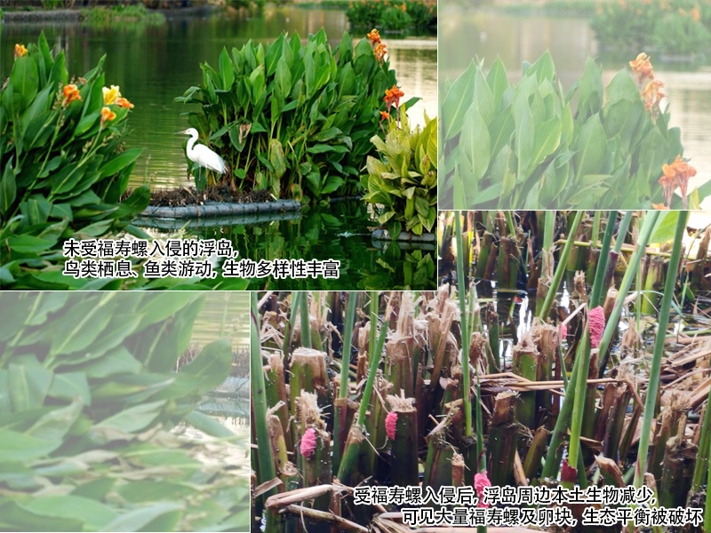 未受福寿螺入侵的浮岛，鸟类栖息、鱼类游动，生物多样性丰富； 福寿螺的危害：受福寿螺入侵后，浮岛周边本土生物减少，仅可见大量福寿螺及卵块，生态平衡被破坏