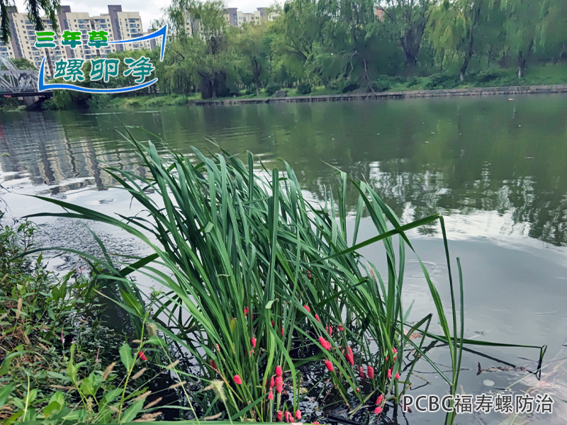 福寿螺威胁本土生态系统，三年草螺卵净（PCBC）