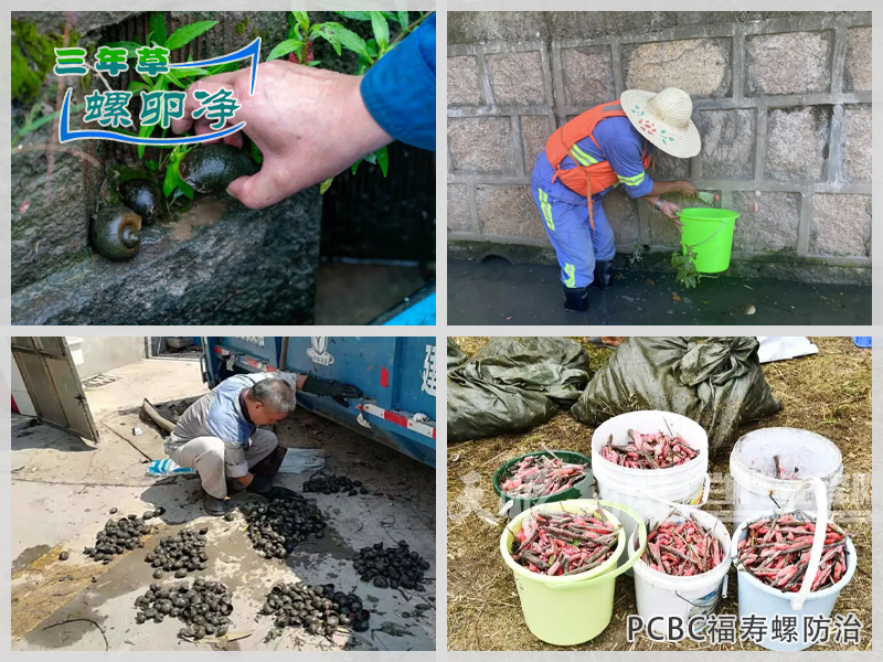 人工清理福寿螺耗时耗力、效率低、难彻底清除福寿螺及其卵块，三年草螺卵净（PCBC）