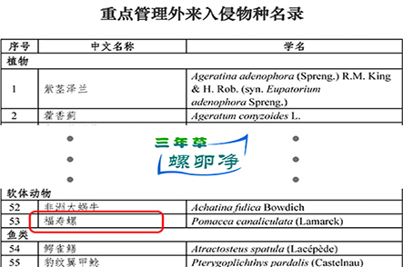 粉红卵块入侵者：全球通缉的“生态杀手”福寿螺