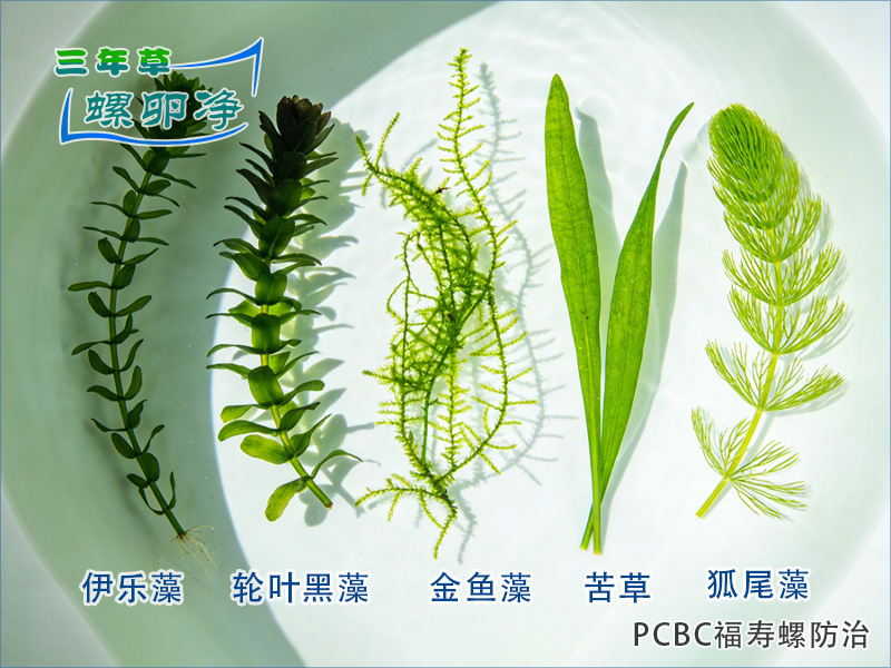 1福寿螺泛滥区的沉水植物筛选与治理