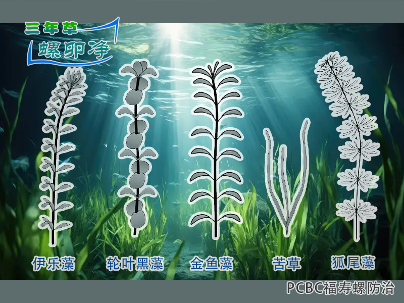 2福寿螺牧食压力下的沉水植物筛选