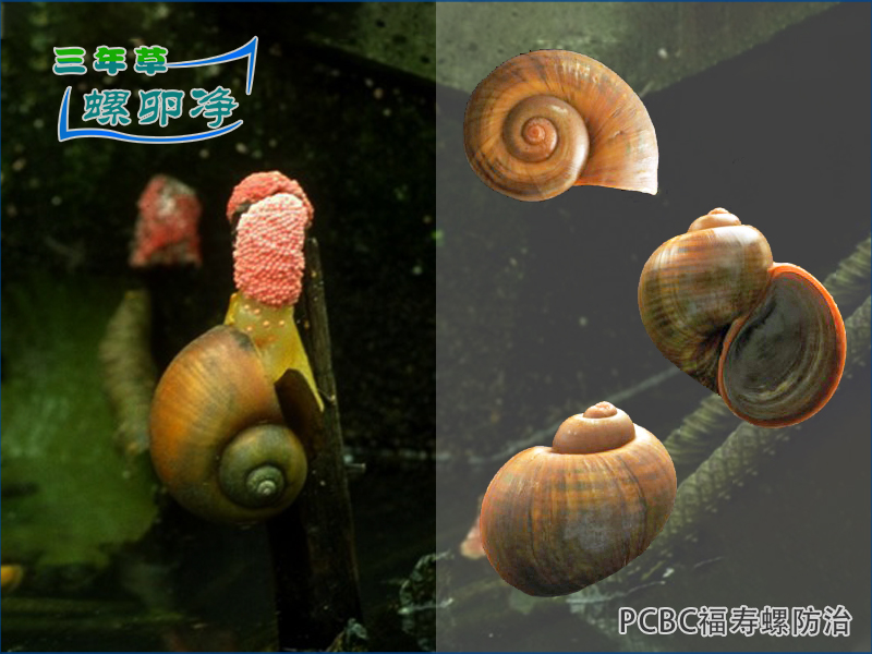 论福寿螺的活动规律与PCBC螺卵净的治理优势