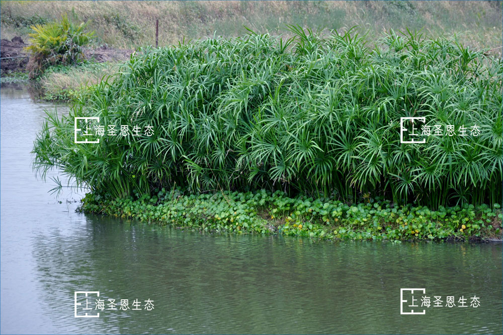 浮田型浮动湿地实现植物全覆盖，净水效果更强