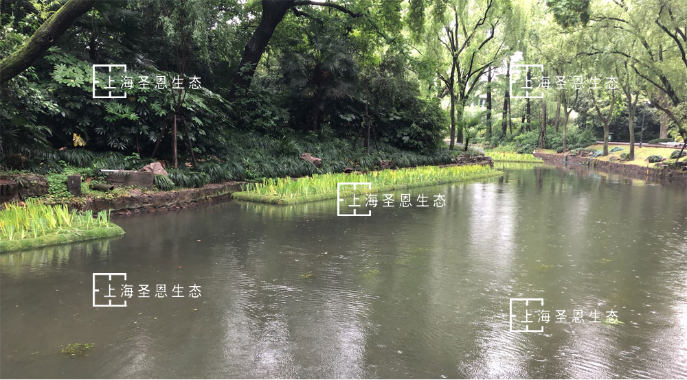 浮田型漂浮湿地（浮动湿地）应用于河道——植物覆盖面大，水生植物实现全覆盖