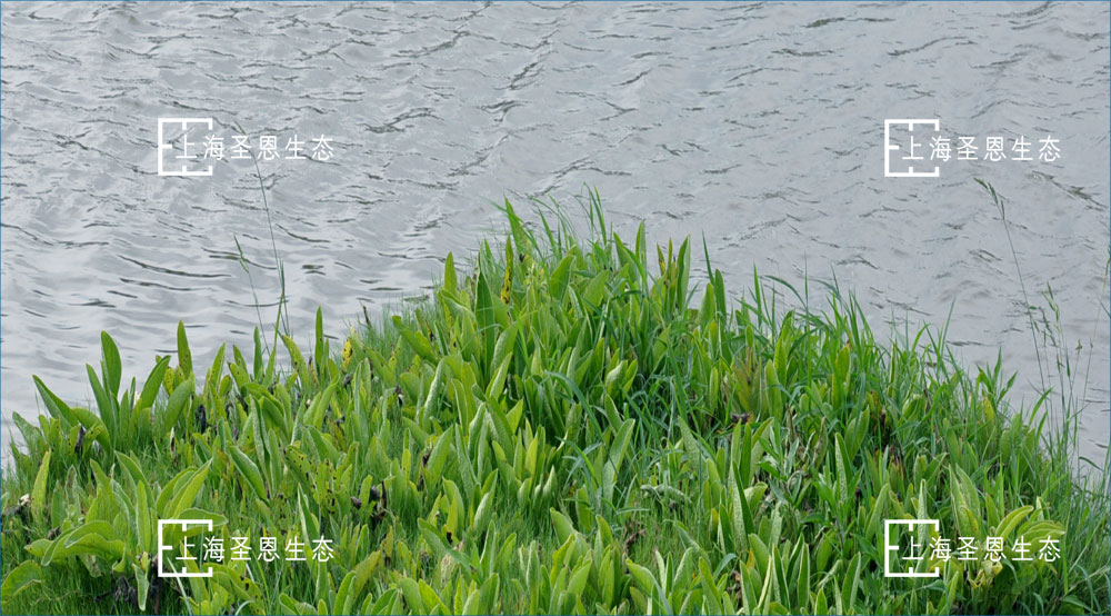 浮田型漂浮湿地（浮动湿地）采用属地化植物种植，植物的耐候性更强，而且有效降低建造成本