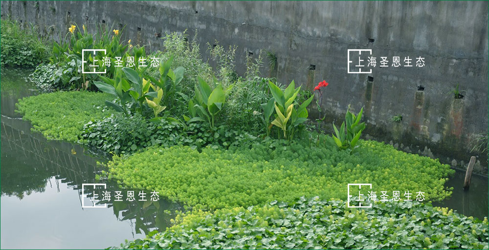 净化农村污水新方式：构建水生植物及浮动系统