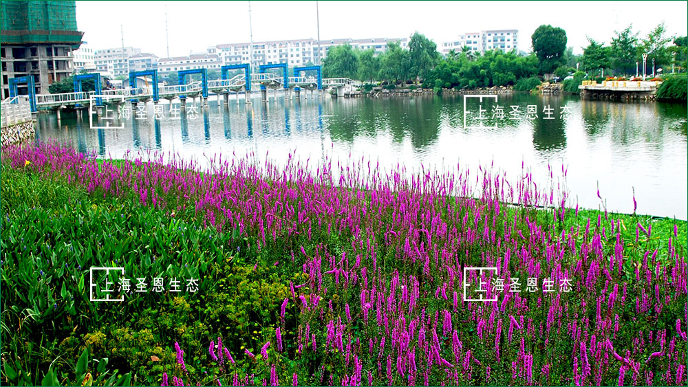 河道治理生态修复技术:漂浮移动湿地