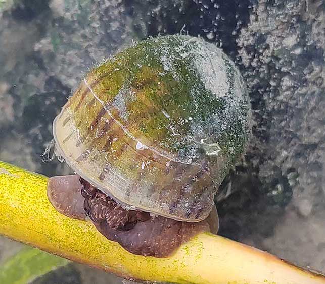 人工湿地的生态挑战：福寿螺侵扰
