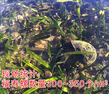 福寿螺：入侵者的足迹——对水环境生态平衡的挑战与应对
