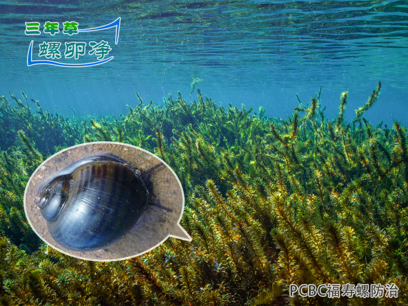 1 福寿螺对沉水植物的危害