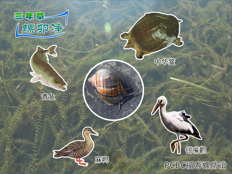 4生物防治清理福寿螺卵