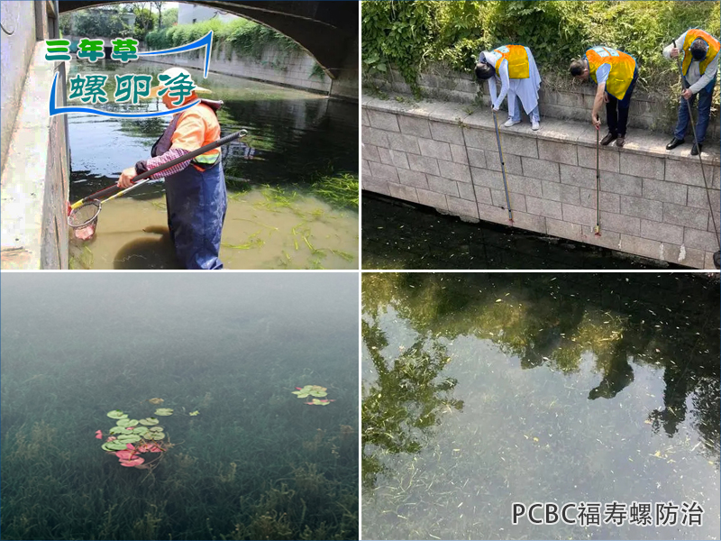 5水下森林人工清螺清理福寿螺