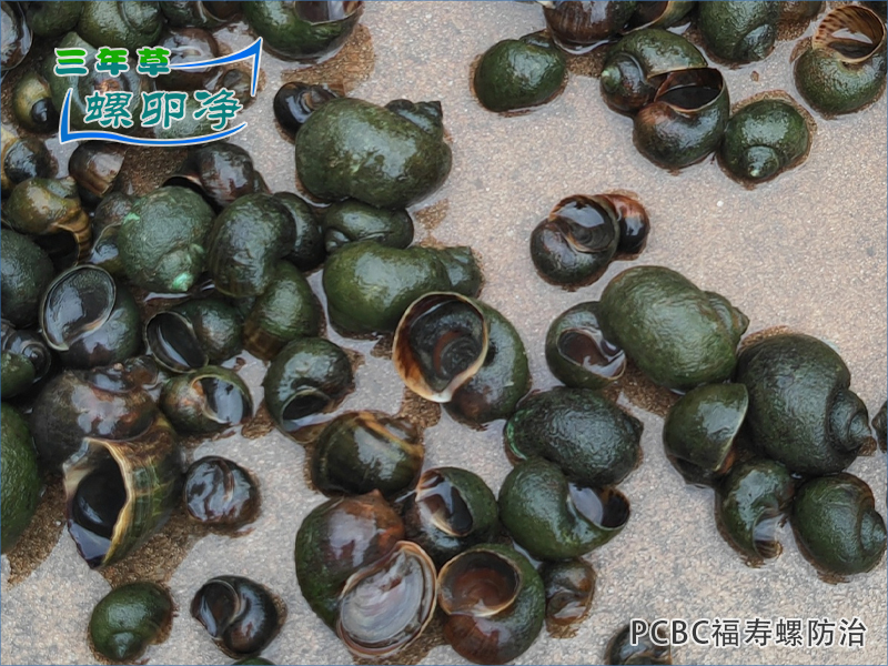 1为什么福寿螺会成为水域中破坏性入侵物种？