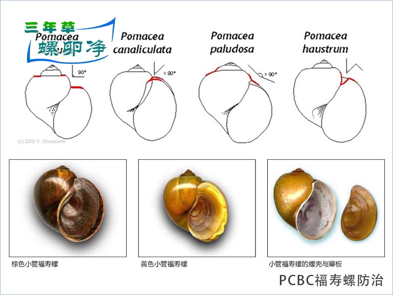 3入侵性福寿螺属于瓶螺科