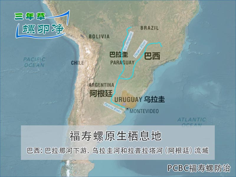 4福寿螺原生栖息地