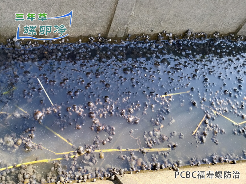 福寿螺栖息地与治理策略：PCBC螺卵净的应用场景分析