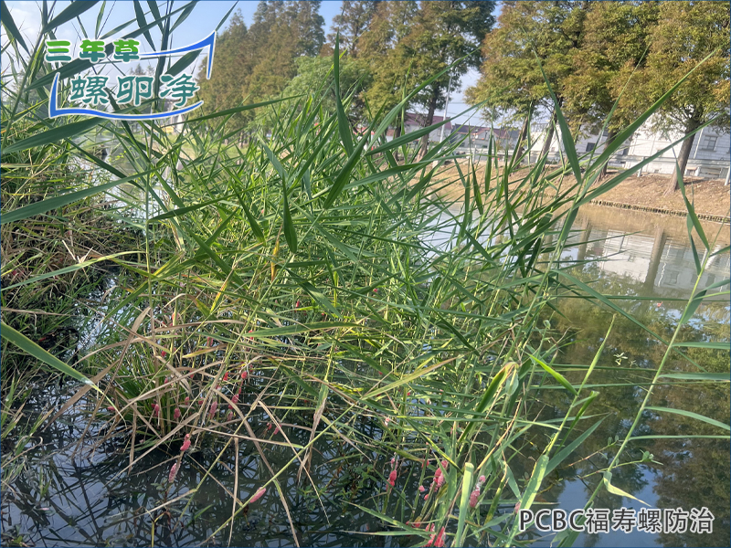 福寿螺治理难点与PCBC螺卵净的优势