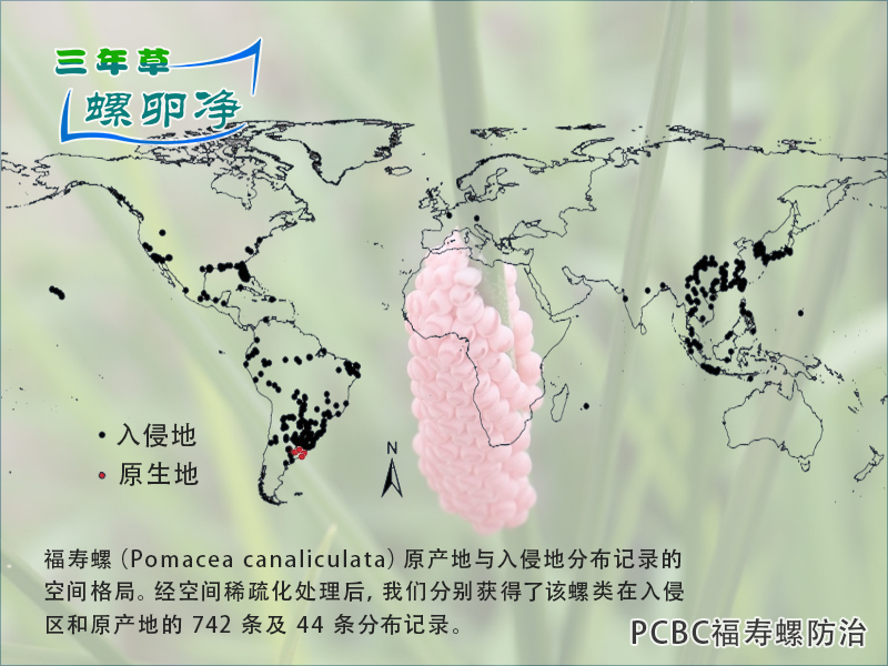 福寿螺：生物入侵的隐秘路径与治理困局