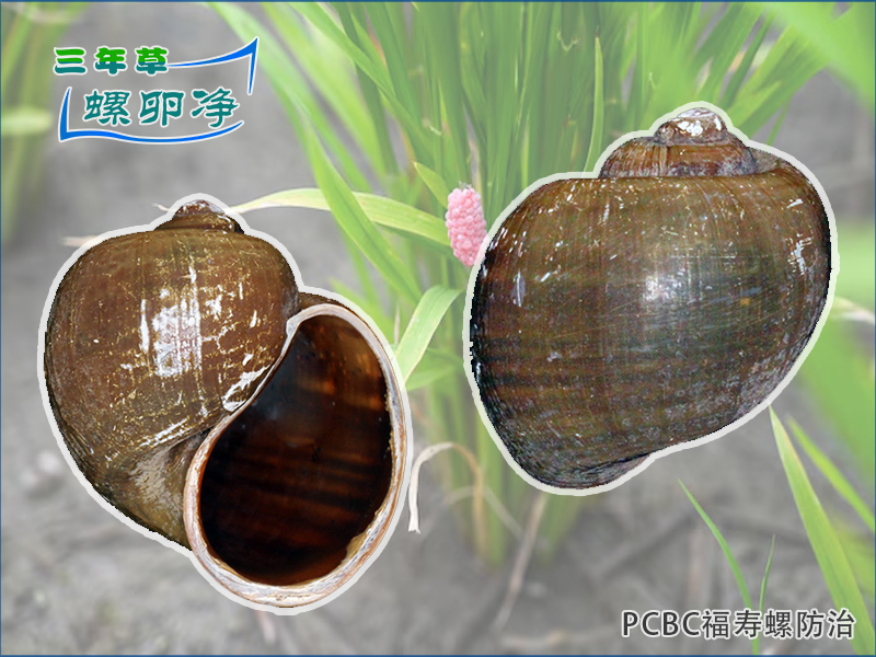 福寿螺螺壳形态对防治的影响