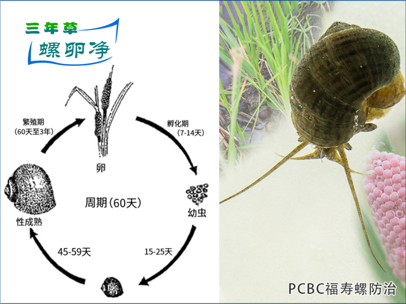 福寿螺的繁殖密码与生态治理新利器