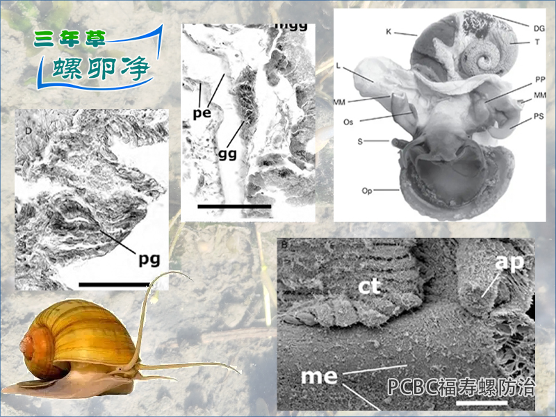 2福寿螺软体部的适应性构建与绿色防控技术解析