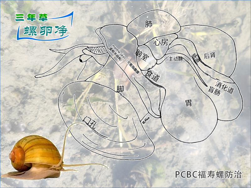 福寿螺软体部的适应性构建与绿色防控技术解析