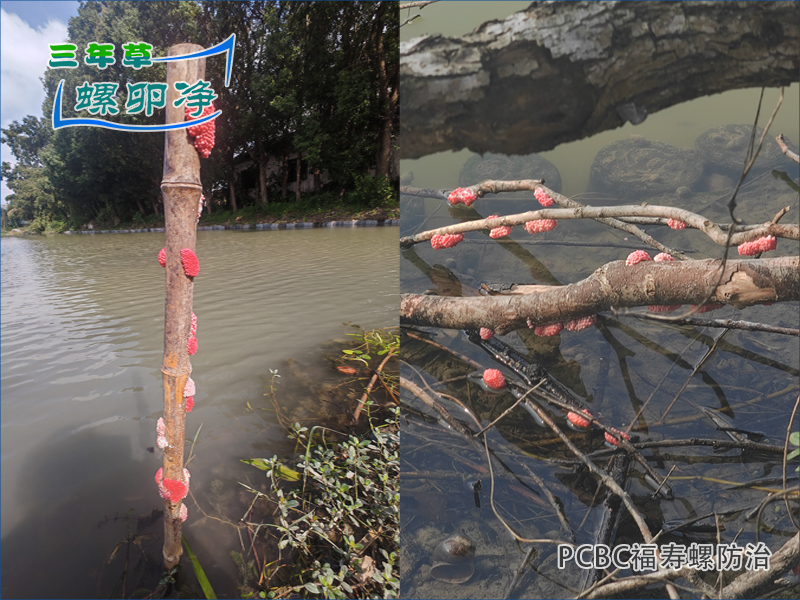 2离水着色：福寿螺产卵方式解析与&ldquo;螺卵净&rdquo;综合防控技术