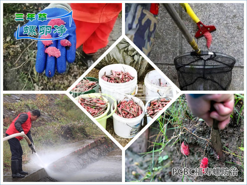 3离水着色：福寿螺产卵方式解析与&ldquo;螺卵净&rdquo;综合防控技术