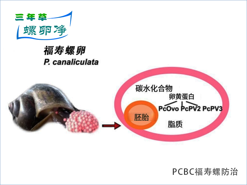 福寿螺卵块的生存密码