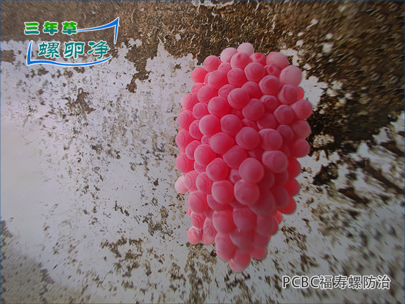 福寿螺卵块的生存密码：从生化防御到物理屏障