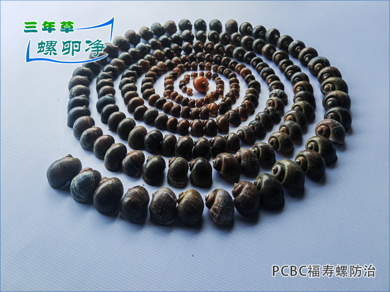 低温防线：福寿螺的休眠机制与精准防控技术