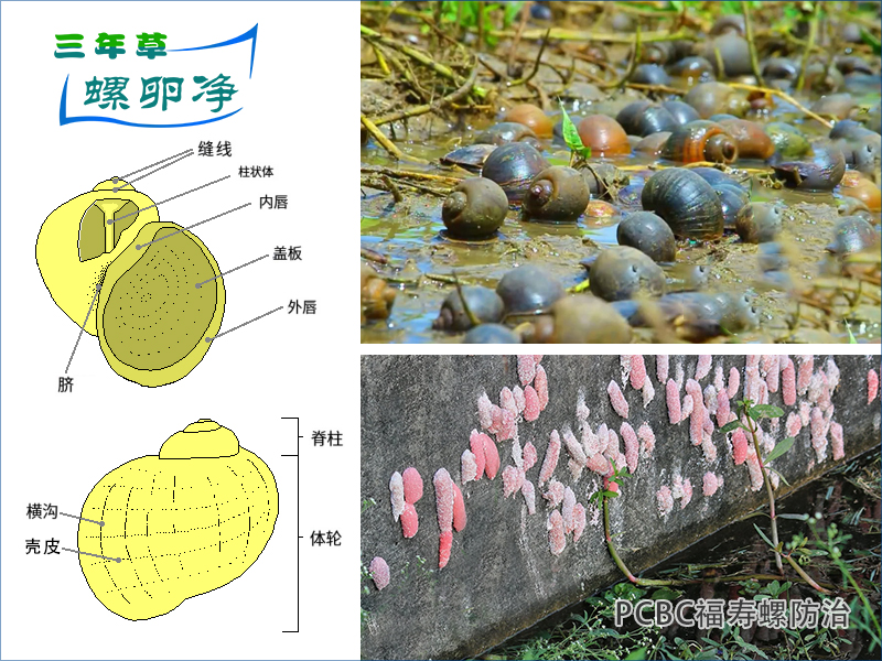 不同温度下福寿螺的活动规律与螺卵净精准防控
